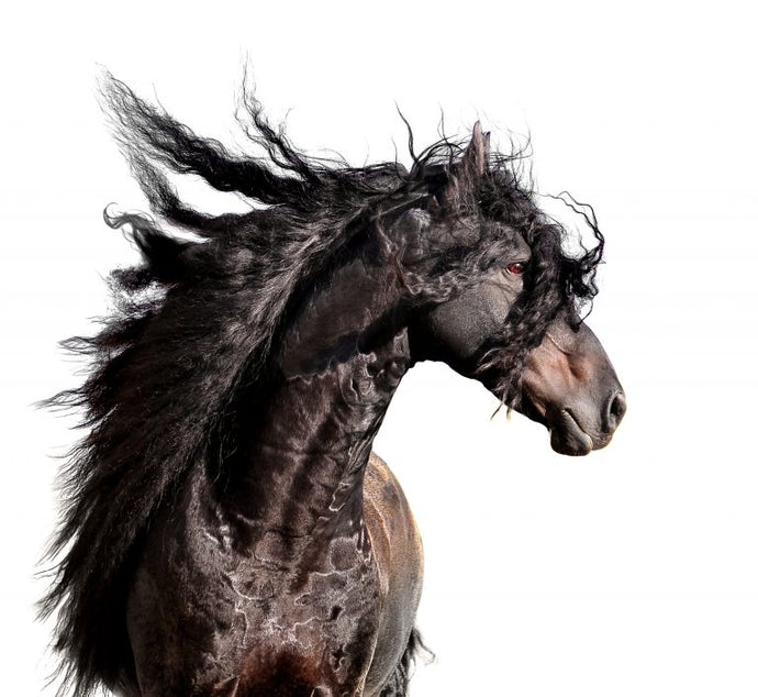 10 Fabulous Horses with Envious Hair