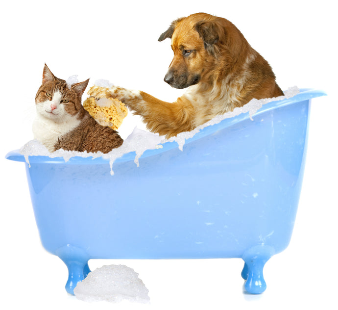 Cats and Dogs in the Tub