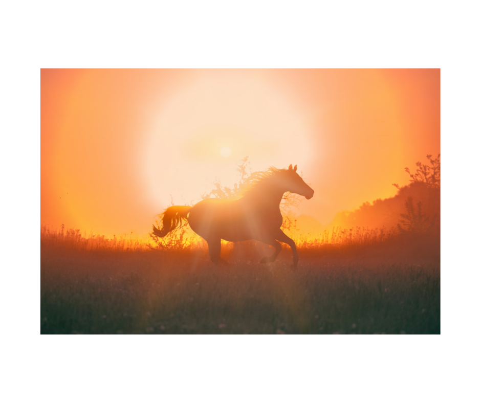 Year of the Fire Horse