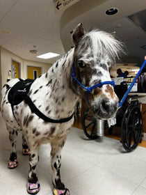 More Than Just Mini: Special Care for Miniature Horses