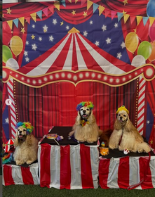 The American Spaniel Club Foundation