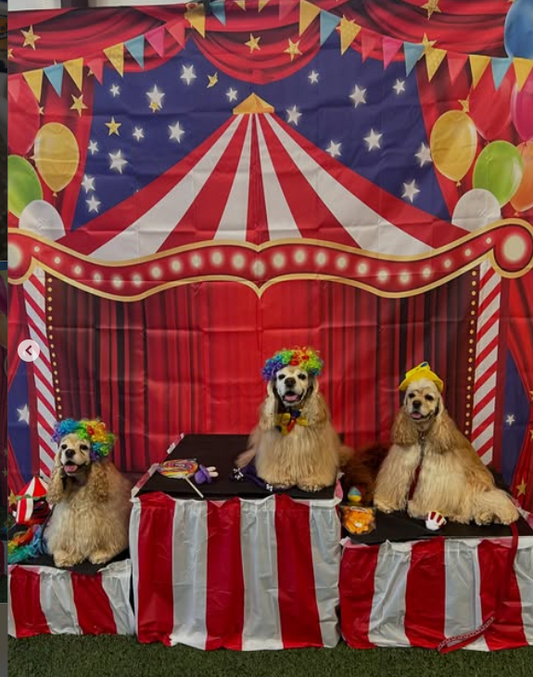 The American Spaniel Club Foundation