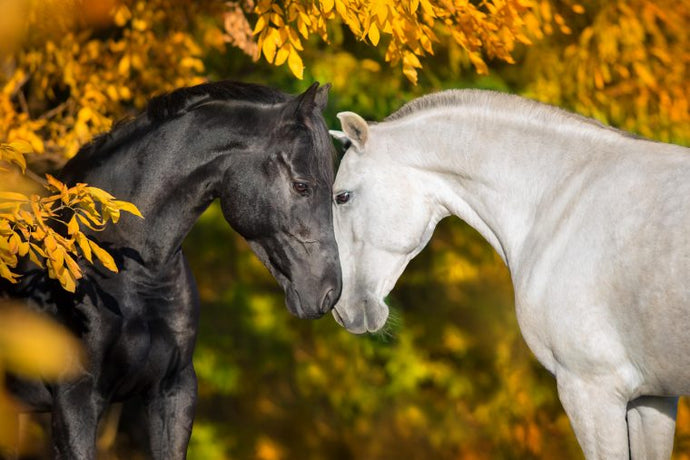 Beautiful Horses in Autumn