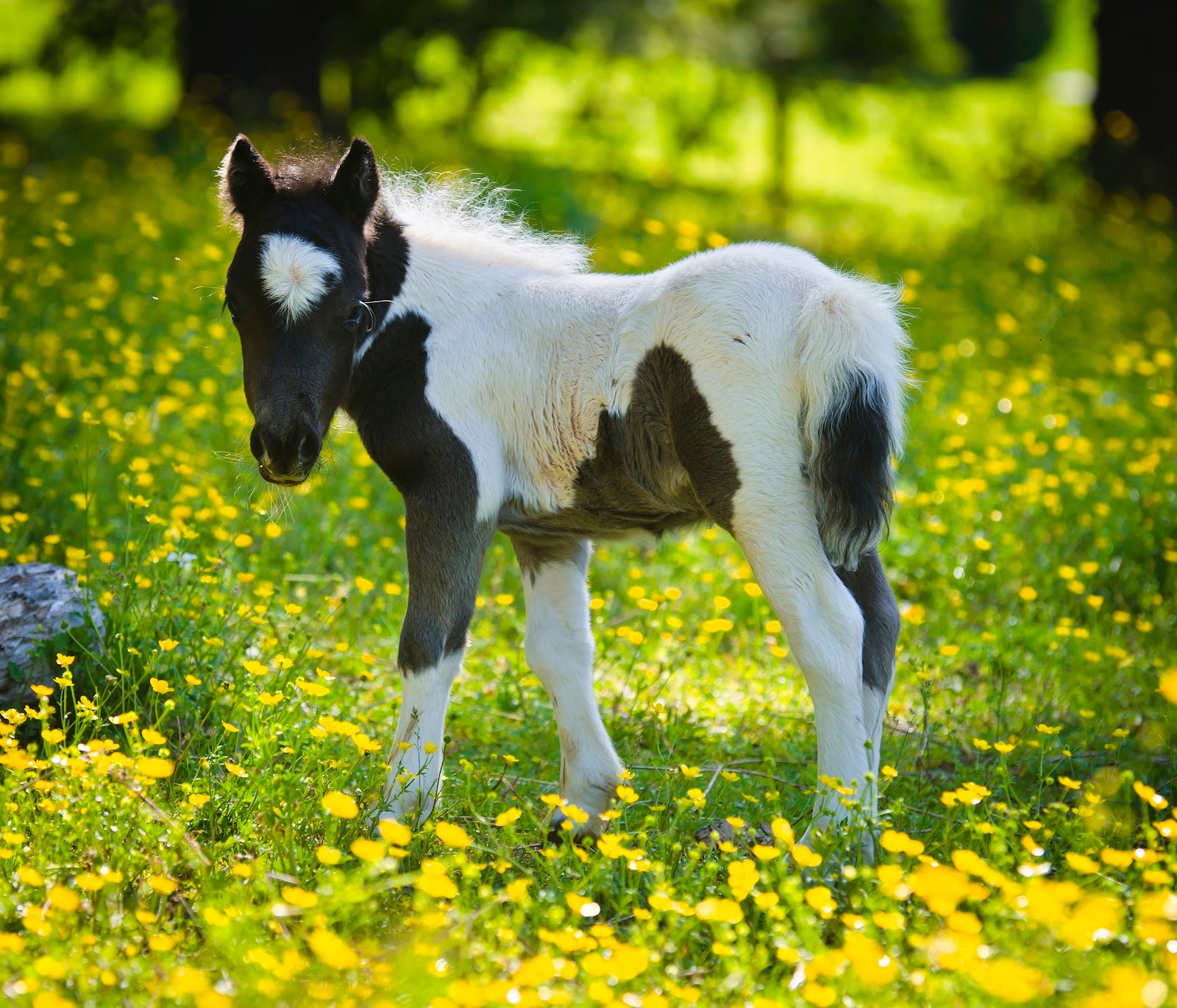 cute miniature horse