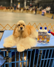 From Mane to Pup: How You Can Use Mane ‘n Tail Products on Your Dog