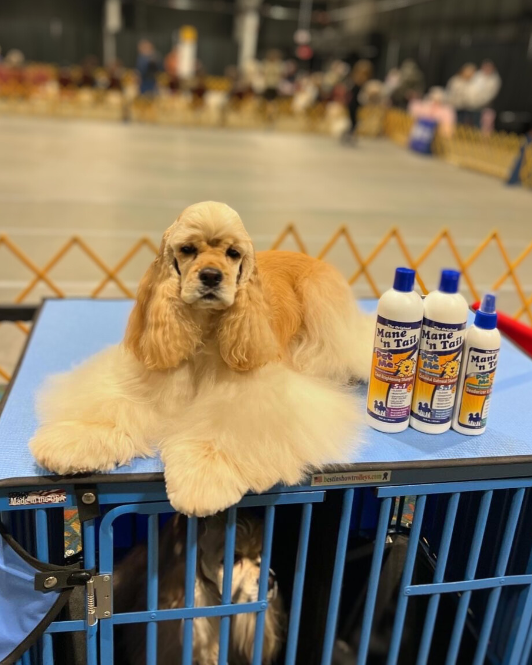 From Mane to Pup: How You Can Use Mane ‘n Tail Products on Your Dog