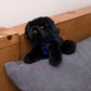 Small Boston Terrier dog stuffed animal wearing a royal blue branded mane 'n tail bandana. Standing on a cushion