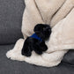 Small Boston Terrier dog stuffed animal wearing a royal blue branded mane 'n tail bandana. Standing on a blanket