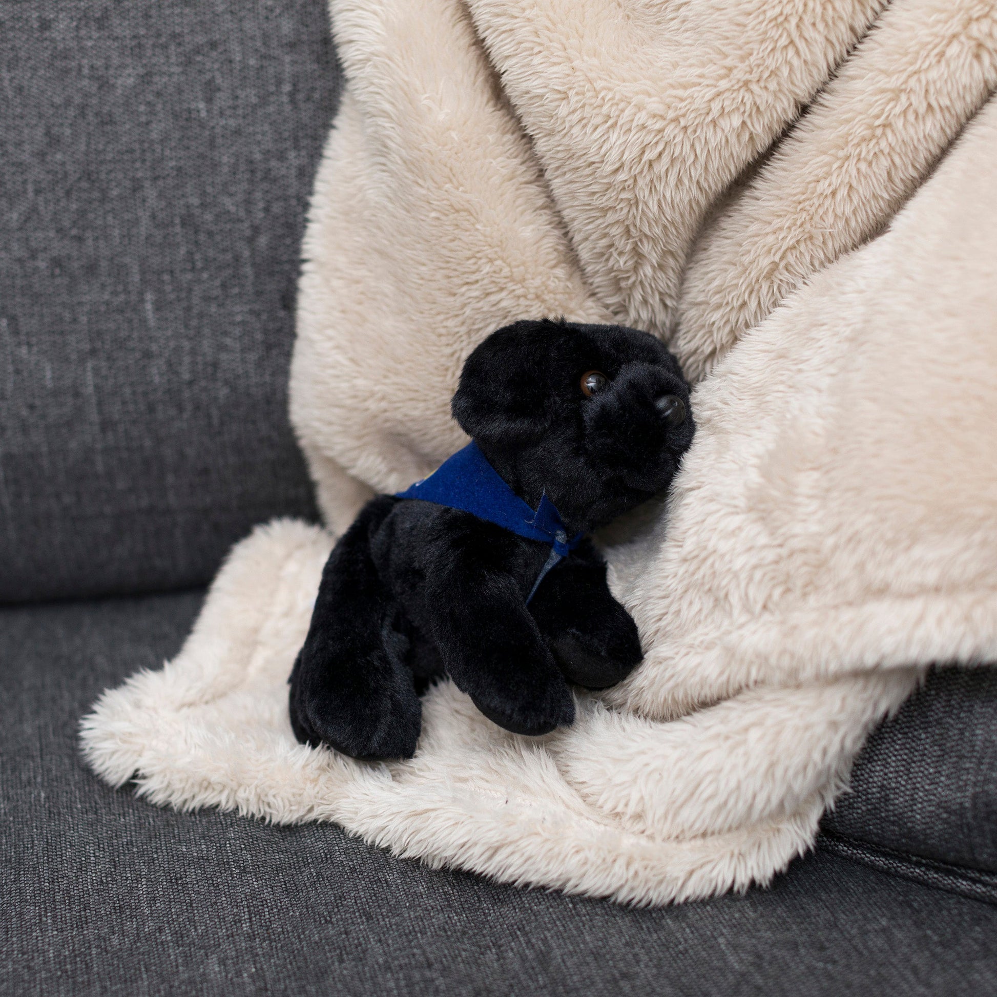 Small Boston Terrier dog stuffed animal wearing a royal blue branded mane 'n tail bandana. Standing on a blanket