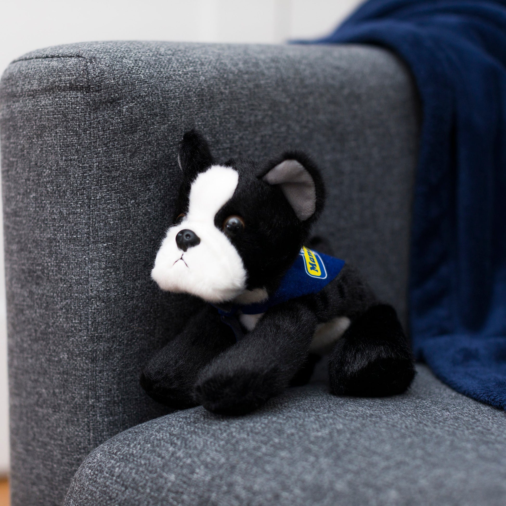 Small Boston Terrier dog stuffed animal wearing a royal blue branded mane 'n tail bandana. Standing in a couch