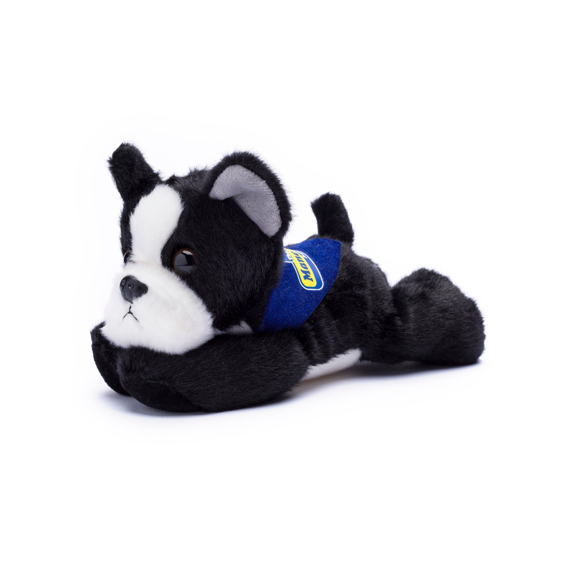 Small Boston Terrier dog stuffed animal wearing a royal blue branded mane 'n tail bandana. Standing in a white background