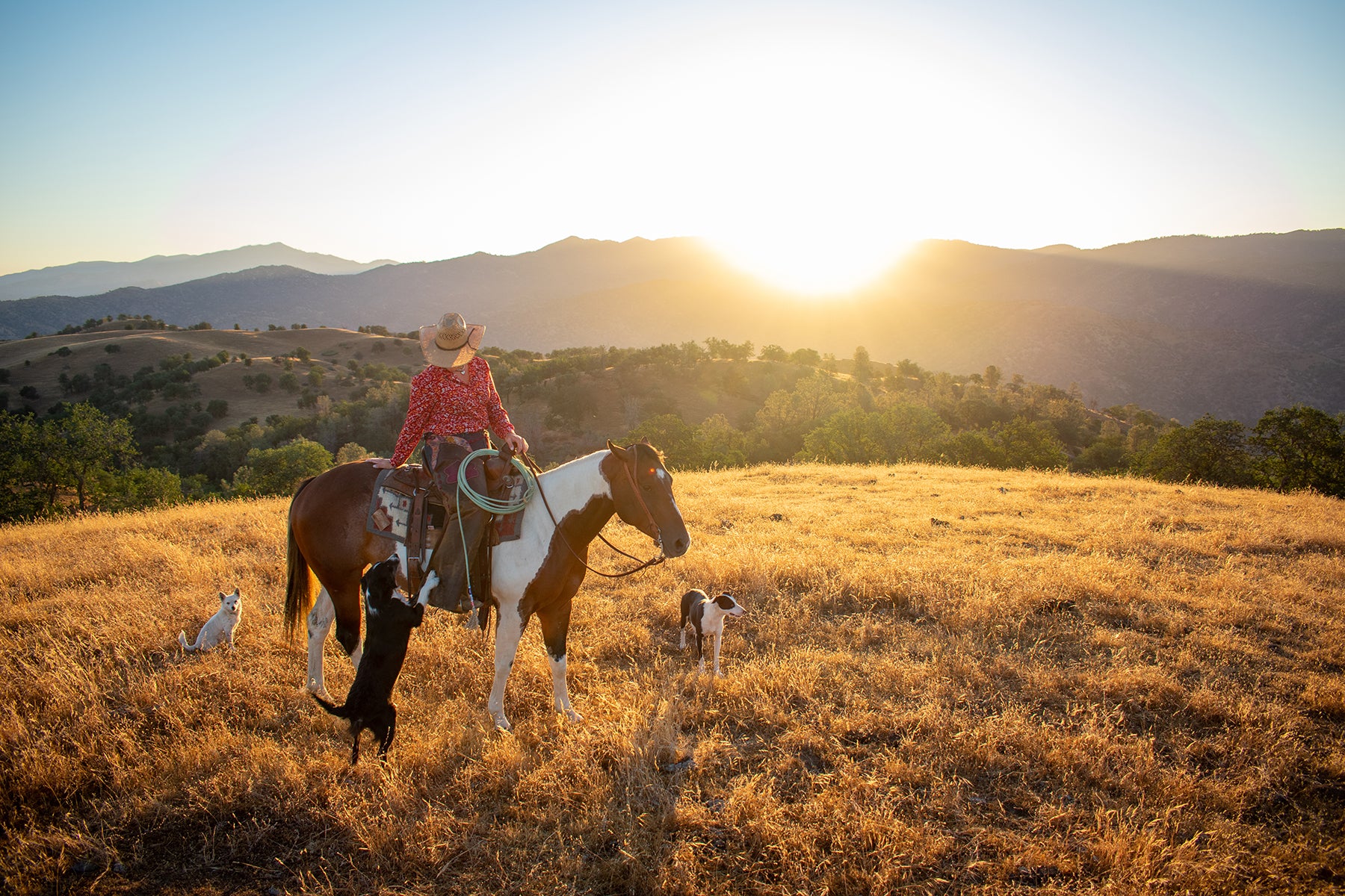 A picturesque scene of a rolling hill with the sunset draping its light on a field of dry grass. In the forefront is showing three dogs with a women in a cowboy hat on a horse saddled up.