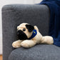 Small Mr.Pugster Pug dog stuffed animal wearing a royal blue branded mane 'n tail bandana. Standing on a couch