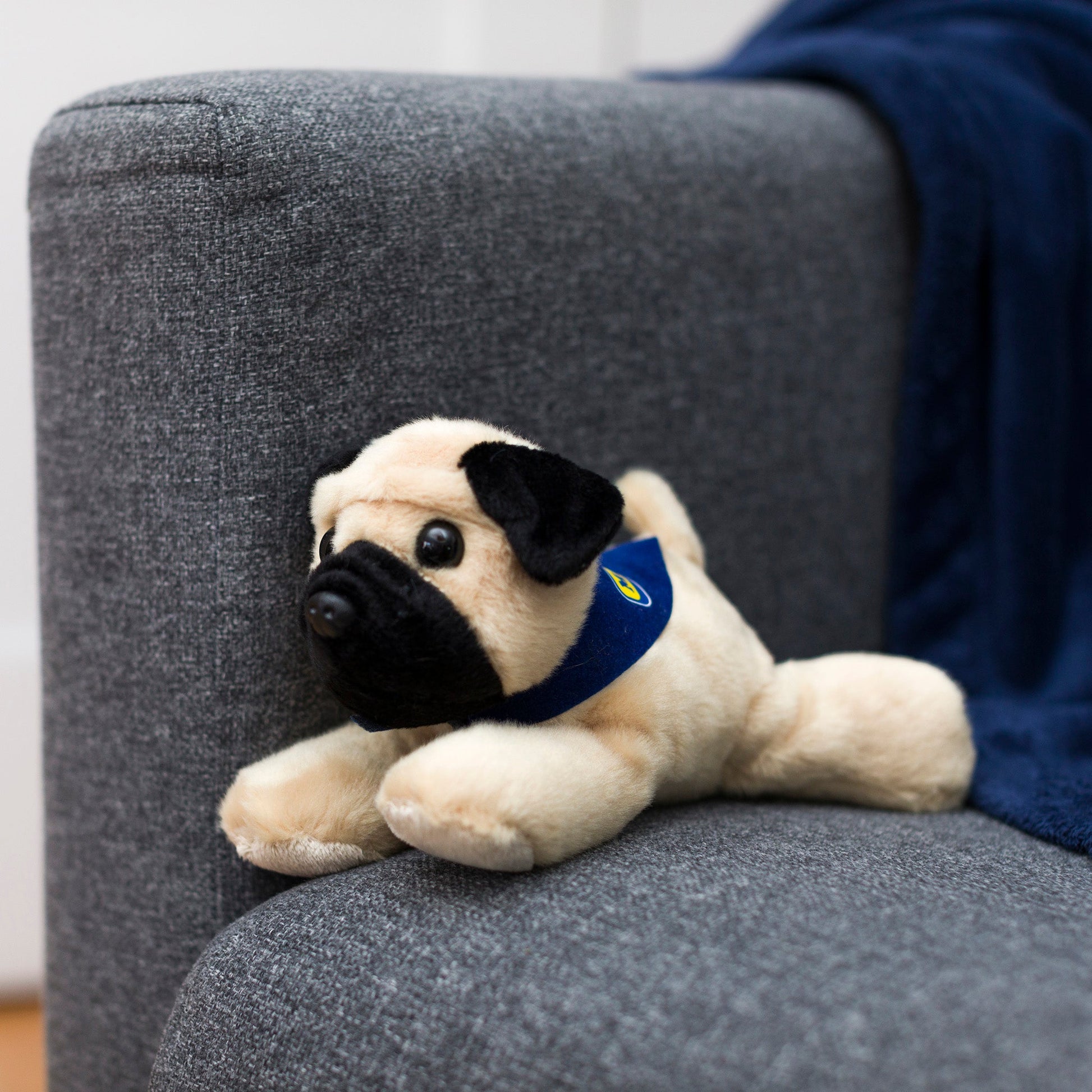 Small Mr.Pugster Pug dog stuffed animal wearing a royal blue branded mane 'n tail bandana. Standing on a couch