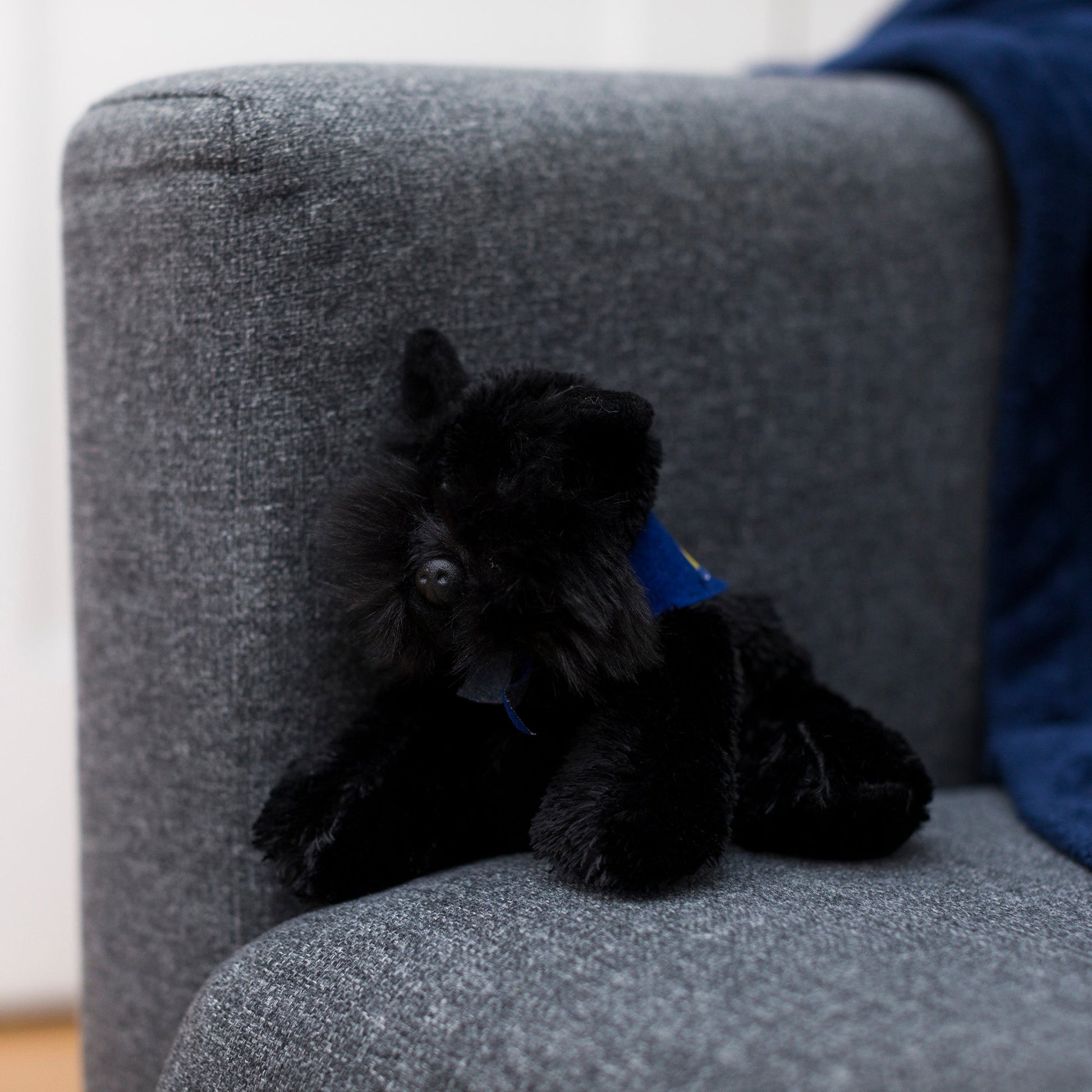Small Scottish Terrier stuffed animal wearing a royal blue branded mane 'n tail bandana. Standing on a couch