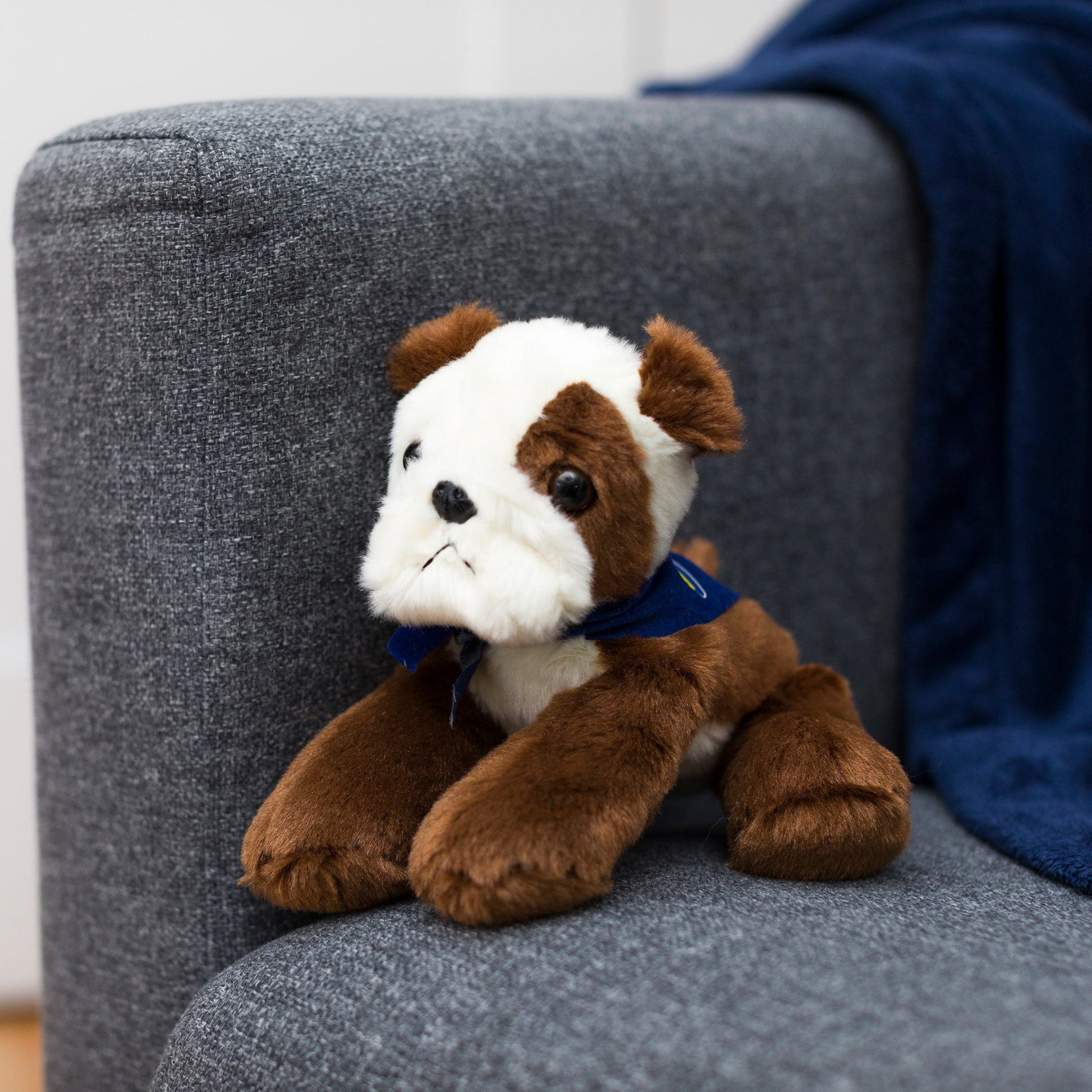 Small Bulldog stuffed animal wearing a royal blue branded mane 'n tail bandana. Standing on a couch