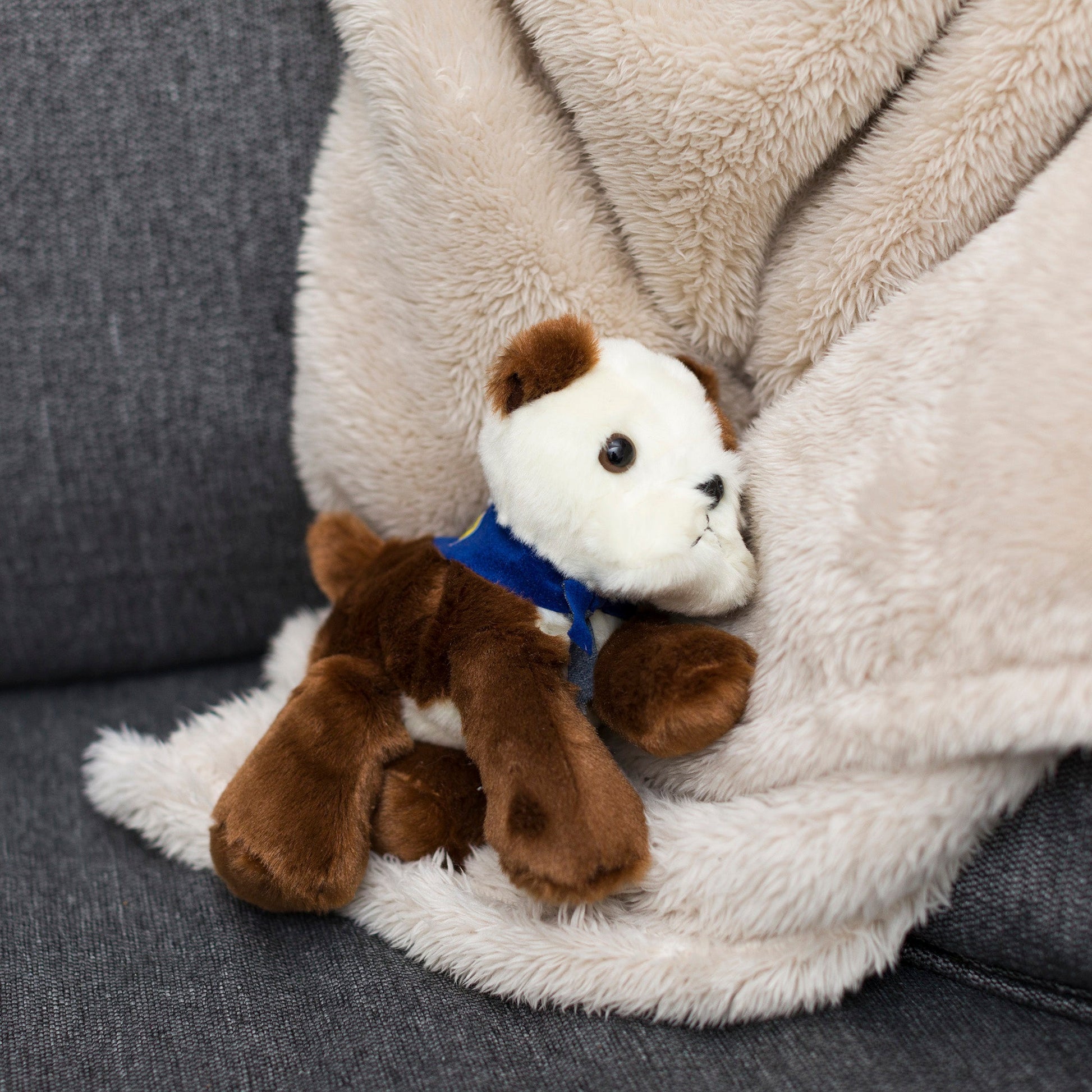Small Bulldog stuffed animal wearing a royal blue branded mane 'n tail bandana. Standing on a blanket