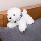 Small Snowball Bichon Frise stuffed animal wearing a royal blue branded mane 'n tail bandana. Standing on a cushion
