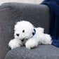 Small Snowball Bichon Frise stuffed animal wearing a royal blue branded mane 'n tail bandana. Standing on a couch