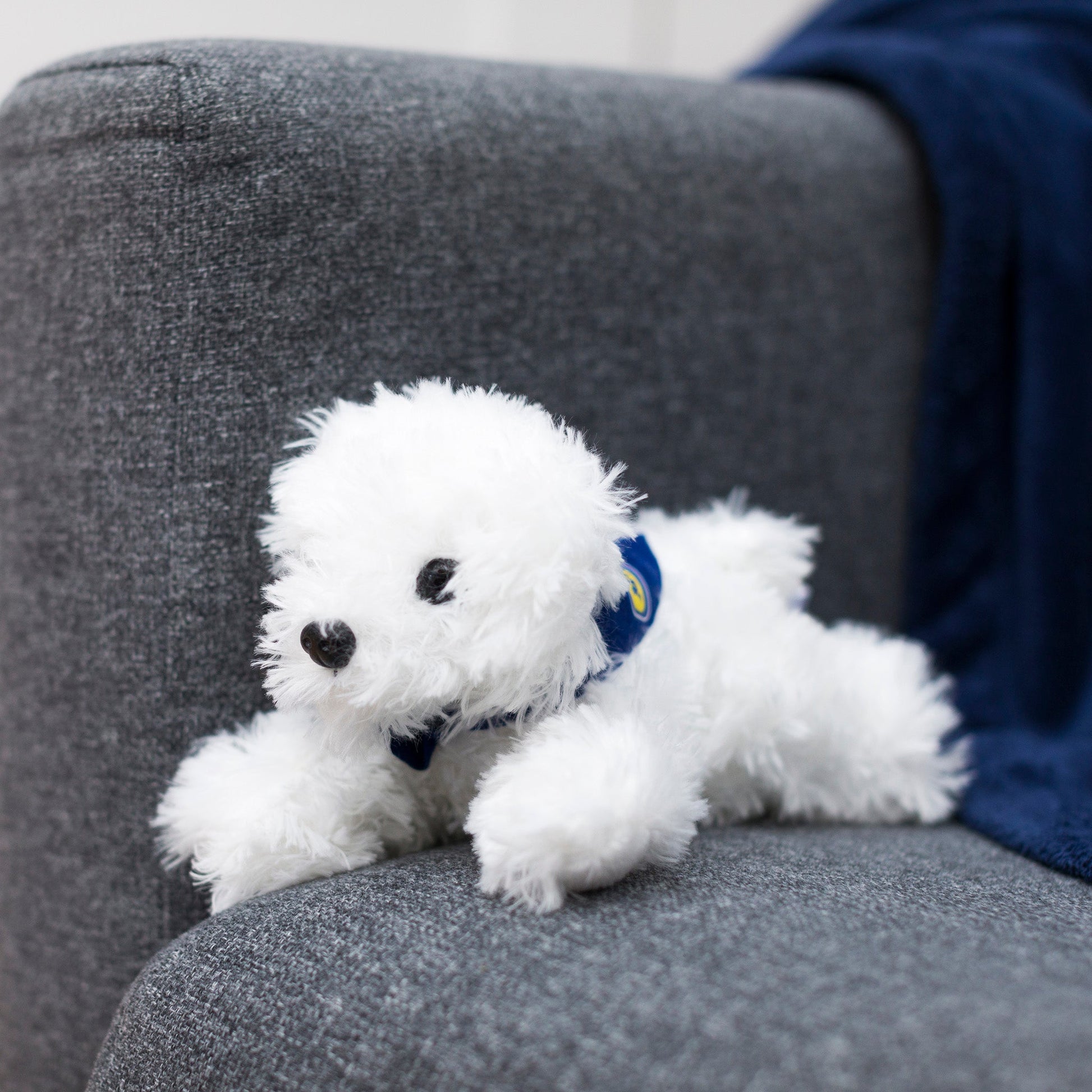 Small Snowball Bichon Frise stuffed animal wearing a royal blue branded mane 'n tail bandana. Standing on a couch