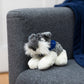 Small Stein Schnauzer stuffed animal wearing a royal blue branded mane 'n tail bandana. Standing in a couch