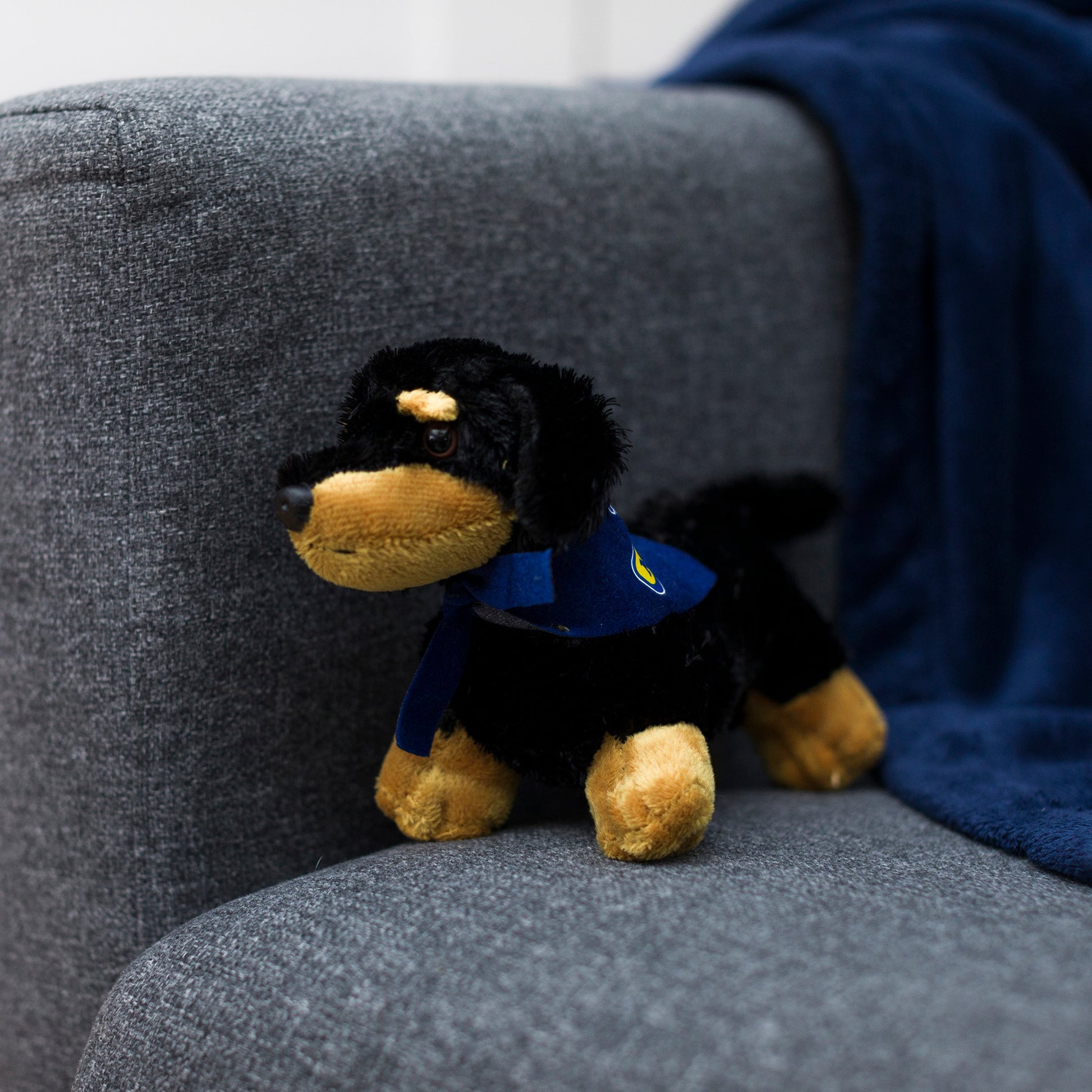 Small Vienna Dachshund stuffed animal wearing a royal blue branded mane 'n tail bandana. SItting on a couch